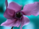 Purple flower * xat.com Image Optimizer * 800 x 600 * (40KB)
